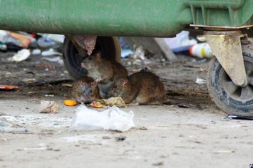 Гигантские крысы атаковали детский сад в Челябинске
