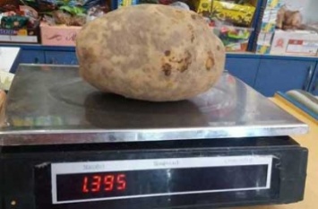 Можно накормить всю семью! Гигантский картофель удивил украинского фермера (фото)