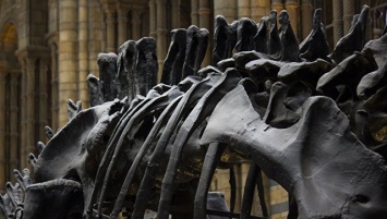 В Кировской области нашли скелеты предков динозавров