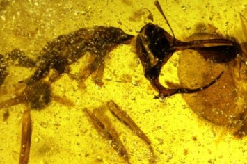 «Застывший на 99 миллионов лет»: В древнем янтаре обнаружен жук-опылитель