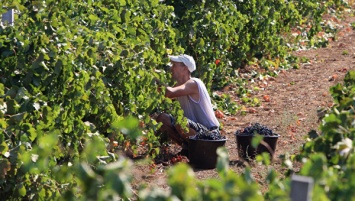 "Массандра" приступила к сбору урожая винограда
