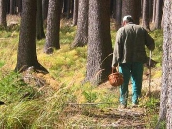 Пенсионер из Мурманска заблудился и жил в лесу 18 дней