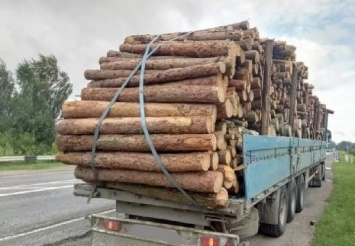 Во Львовской области задержали грузовики, перевозившие нелегальную древесину