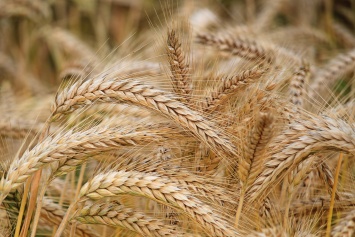 Расшифрован гигантский геном пшеницы