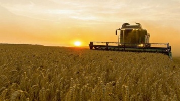 Херсонщина потеряла лидерство по сбору зерна, но не имеет конкурентов по выращиванию овощей