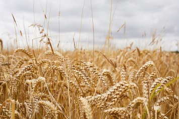 Голод не пройдет: ученые расшифровали геном пшеницы
