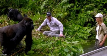 Он познакомил жену с гориллами в джунглях. Их реакцию надо видеть!