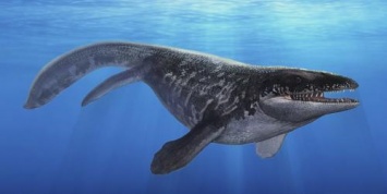 «10 миллионов лет»: В Крыму обнаружены уникальные останки кита