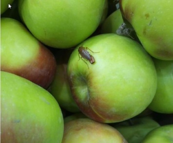 Экс-губернатор Прикамья продает в своем ТРК яблоки с тараканами