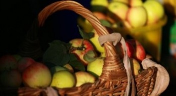Рекордный за 10 лет урожай яблок ожидают в Крыму