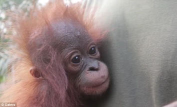 Символично: накануне Международного дня орангутанов в Индонезии спасли оставшегося без матери орангутеныша