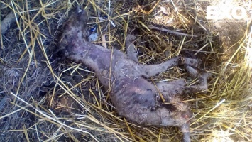 На Полтавщине нашли странное мертвое существо, похожее на чупакабру (фото)