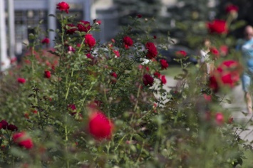 В Полтаве исчезнет самая большая клумба роз в городе