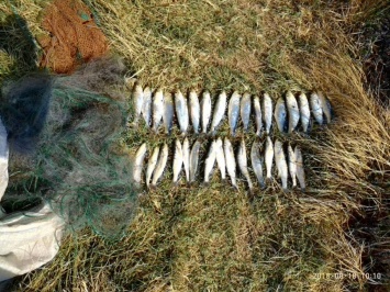За неделю на Николаевщине зафиксировано 35 нарушений правил рыболовства
