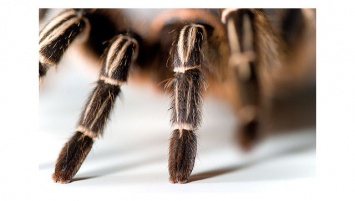 Эксперт рассказал, как теплые зимы влияют на миграцию ядовитых пауков