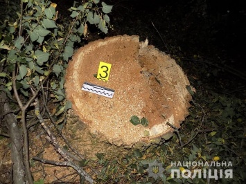 Полиция спасла от вырубки лес в Котовском районе