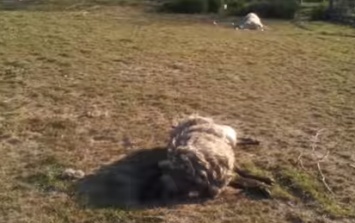 10 литров крови за ночь: на Тернопольщине загадочное существо выпило до дна овец