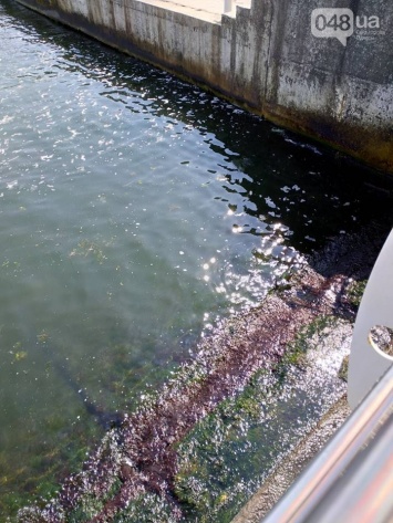 Одесситы жалуются на состояние морской воды у дельфинария «Немо»