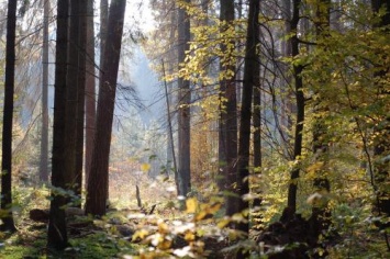 Белорус приклеил скотчем к дереву в лесу голого соседа-«вора»