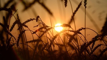 Ученые окончательно расшифровали геном пшеницы