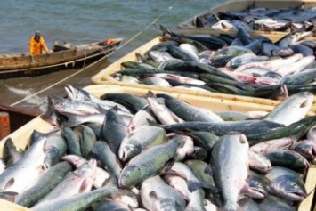 50% рыбного бизнеса находится в «тени» - Ассоциация рыболовов Украины