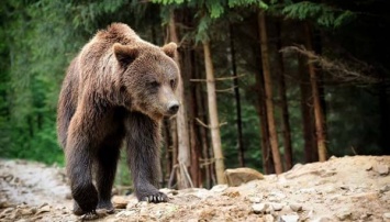 Турист напугал напавшего на него бурого медведя