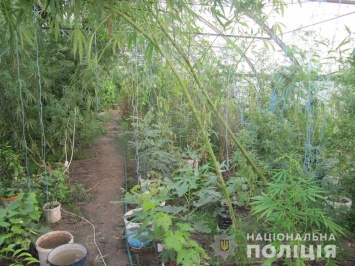 Под Киевом фермер прятал коноплю в зарослях помидоров