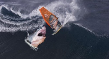 61-летний дайвер выжил в схватке с белой акулой из-за нетрадиционного способа