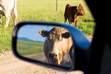 Грузовик против коров: на Херсонщине оштрафовали виновников ДТП