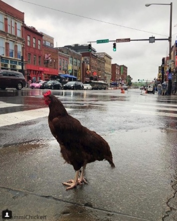 Американская курица, которая любит путешествовать, стала звездой instagram