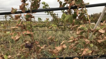 В Крыму кислотные выбросы обожгли виноградники, огороды и деревья