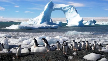 Пингвинам в Антарктиде грозит вымирание из-за потепления, заявил эксперт