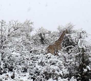 Африку замело снегом, впечатляющие кадры: слоны и жирафи в сугробах