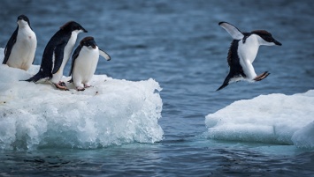 Все популяции пингвинов сокращаются, но не вымирают, считает эксперт
