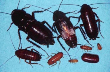 Ученые: Управлять тараканом можно при помощи специального устройства