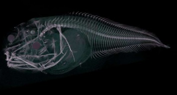 Найдены три новых вида глубоководных рыб