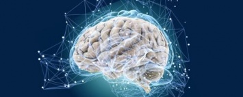 Ученые выяснили, какой отдел мозга может «стереть» память