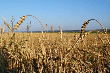 Минагрополитики повысило прогноз по урожаю и экспорту зерна
