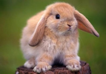 В Великобритании зафиксировали вспышку смертельного вируса VHD2 у кроликов