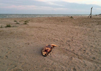 На запорожском курорте в результате шторма погибли дельфины