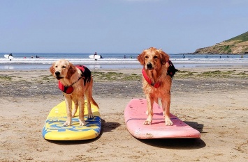 Первая в Великобритании школа серфинга для собак (Фото)