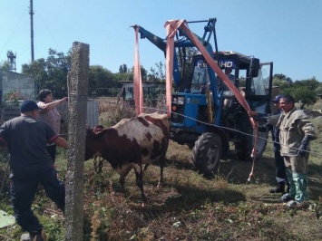 На Николаевщине спасатели вытащили корову из выгребной ямы