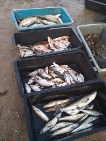 На Николаевщине рыбаки наловили 25 килограмм рыбы почти на 26 тысяч гривен