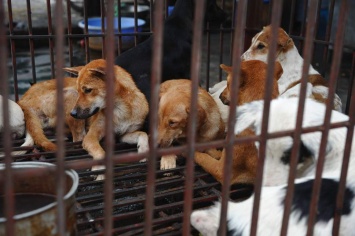 Власти вьетнамской столицы призывают граждан прекратить питаться собачатиной