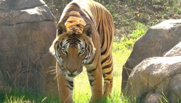 В Индии суд постановил убить тигра умирающего вида