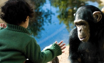 Ученые: младенцы и обезьяны пользуются одним языком жестов