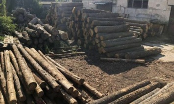 В Харьковской области прокуратура подозревает лесхозы в незаконной вырубке деревьев