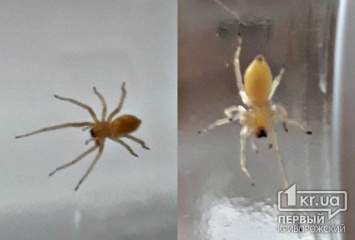 В Кривом Роге обнаружены ядовитые пауки, укус которых вызывает лихорадку