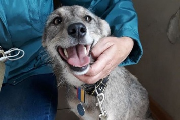 В Никополь вернулась собака, которая спасла целый взвод от гибели