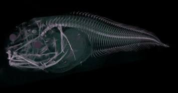 В Перу открыли три новых вида глубоководной рыбы семейства липаровых